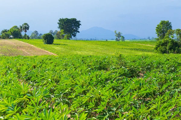 Tayland 'ın kırsal kesimlerinde, hazır toprak alanlarında, kasava ağaçları yetiştiriliyor..