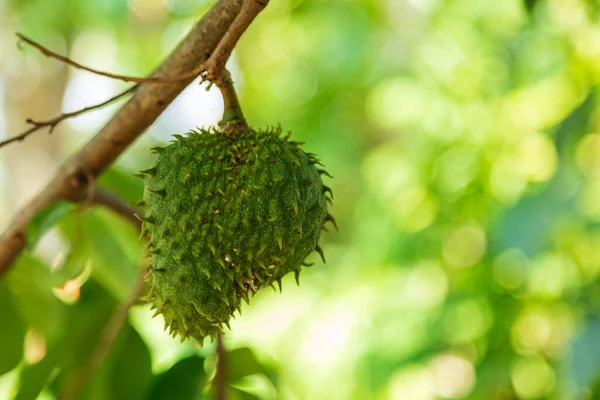 Soursop Fruit Annona Muricata Fruit Shaped Durian Sweet Sour Taste 스톡 이미지