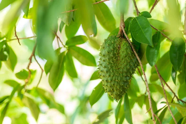 Soursop Fruit Annona Muricata Fruit Shaped Durian Sweet Sour Taste 로열티 프리 스톡 이미지