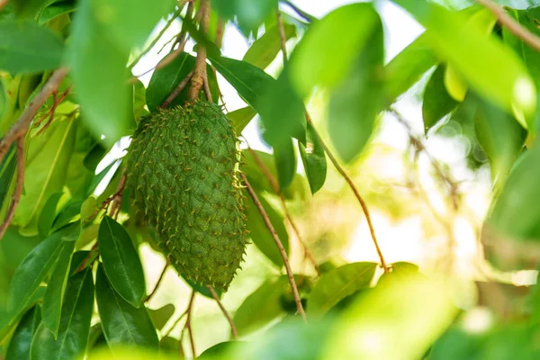 Soursop Fruit Annona Muricata Fruit Shaped Durian Sweet Sour Taste Stok Gambar