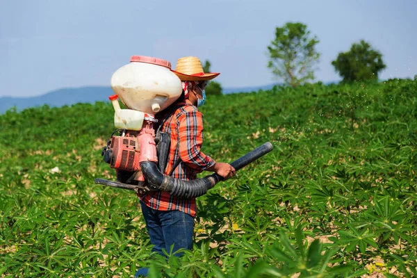 Male Farmer Sowing Fertilizer Sprayer Cassava Plantation Rural Thailand Stok Foto Bebas Royalti