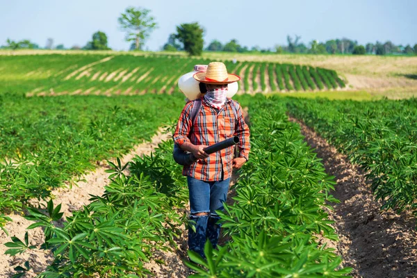 Male Farmer Sowing Fertilizer Sprayer Cassava Plantation Rural Thailand Stok Lukisan  