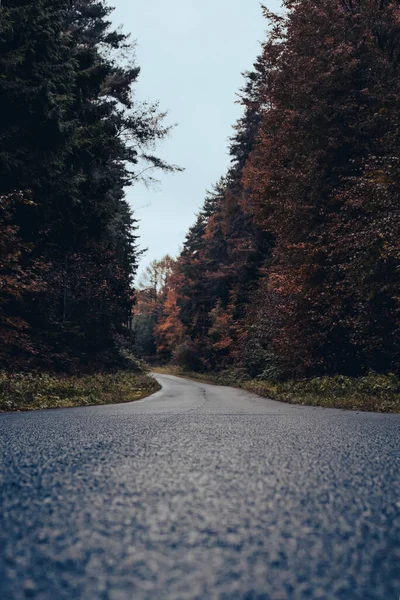 Ormanla çevrili ıslak bir yol uzaklığa gider..