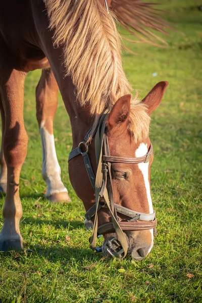 Güzel yeleli kahverengi bir at güneşli bir sonbahar gününde çayırda ot yer..