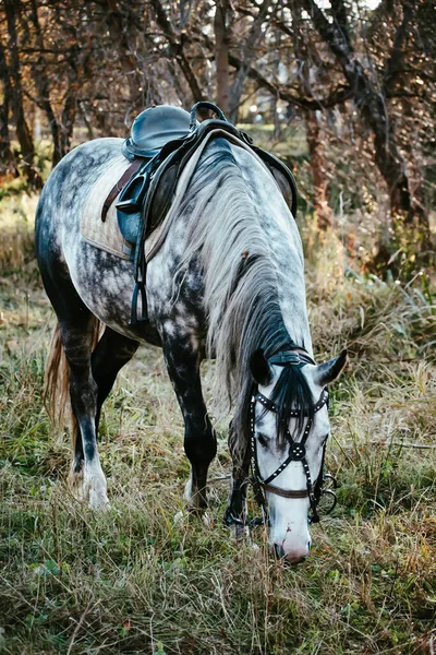 Cavallo Grigio Cammina Una Giornata Sole Autunnale Tra Gli Alberi — Foto Stock