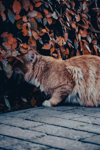 Parktaki Kızıl Kedi Yüzünü Çalılara Dayadı Bir Şey Arıyor — Stok fotoğraf