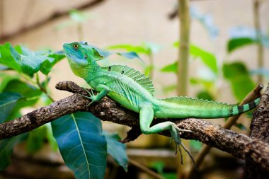 Lagarto verde basiliscus sentado en una ramaYeşil kertenkele basiliscus dal üzerinde oturan