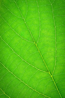 yeşil yaprak, doku arka plan, makro