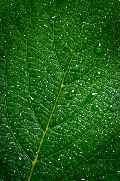 Foglia verde con gocce d'acqua, sfondo texture, macro — Foto Stock