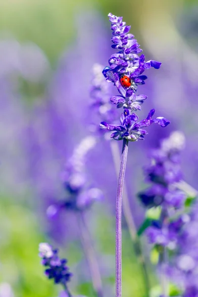 Roter Marienkäfer auf wunderschönem violettem Lavendel — Stockfoto