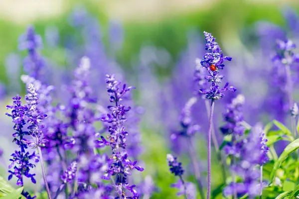 Joaninha vermelha sentada na bela lavanda roxa e violeta no campo de verão Fotos De Bancos De Imagens