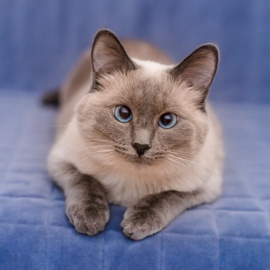 mavi gözlü tatlı colorpoint kedi mavi koltukta yalan ve kameraya bakıyor