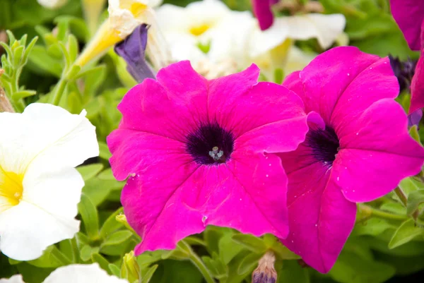 Flowers — Stock Photo, Image