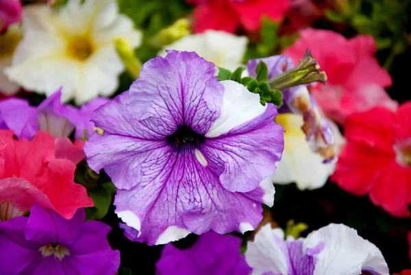 Flowers — Stock Photo, Image