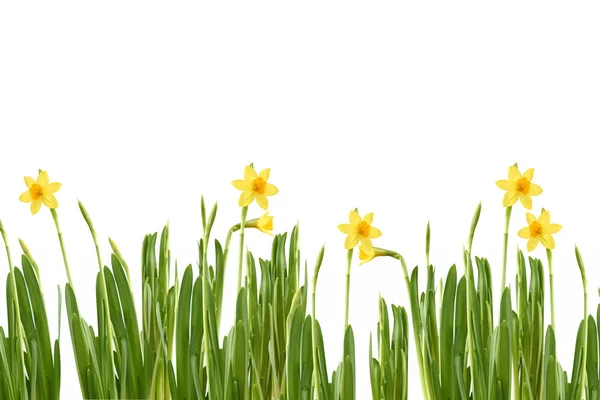 Narcissus in spring — Stock Photo, Image