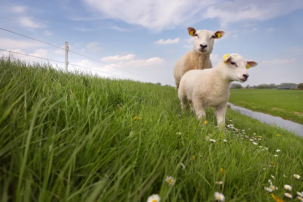 Får och lamm — Stockfoto