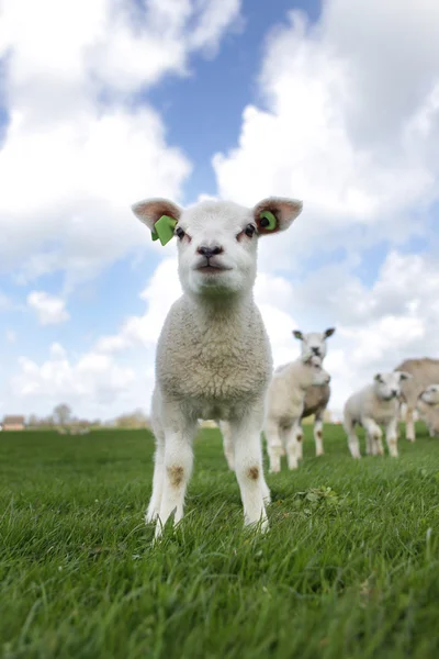 Lamb in spring — Stock Photo, Image