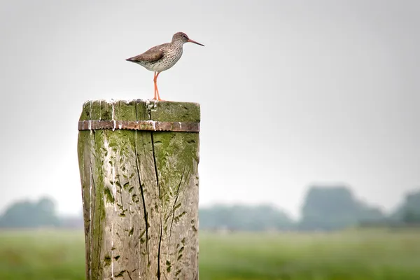 Redshank (Tringa totanus)
