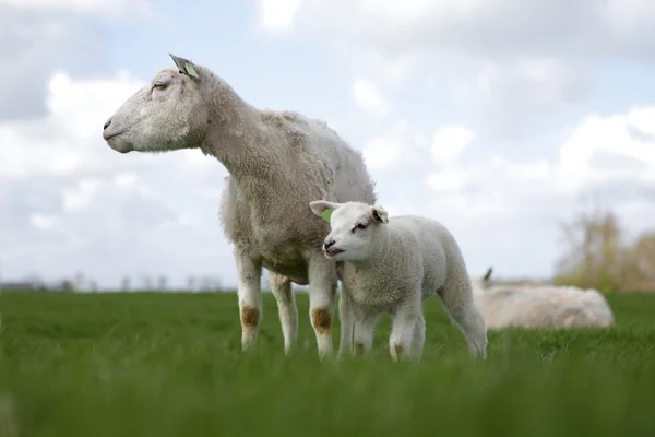 Lamm med mamma — Stockfoto