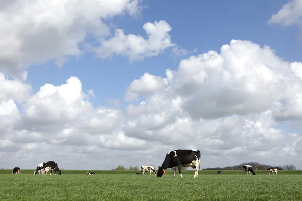 Cows in the netherlands — Stock Photo, Image