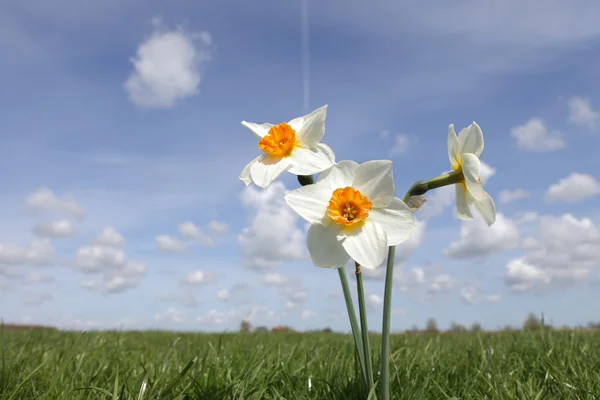 Narcissus in spring — Stock Photo, Image