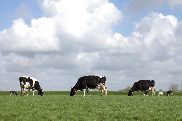 Grazing cows in the netherlands — Stock Photo, Image