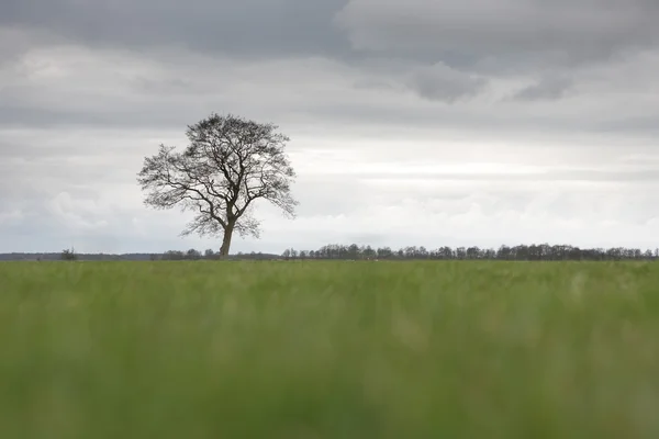 Strom — Stock fotografie