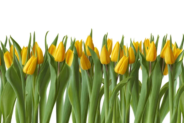 Tulips in spring — Stock Photo, Image