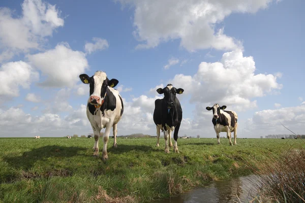 Cows in the netherlands — Stock Photo, Image