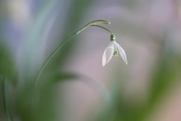 Snowdrop — Stock Photo, Image