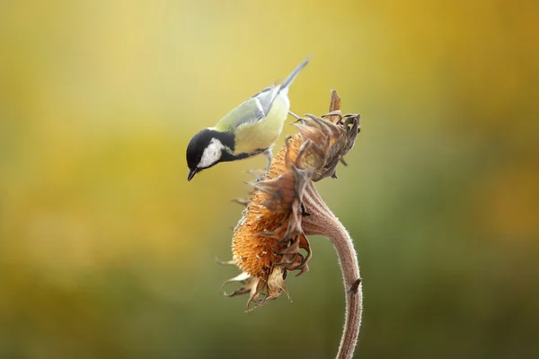 Gran Teta (Parus major ) — Foto de Stock