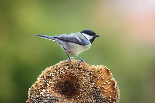 Grande Mamas (Parus major ) — Fotografia de Stock