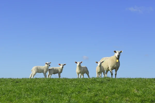 Lambs and sheep — Stock Photo, Image