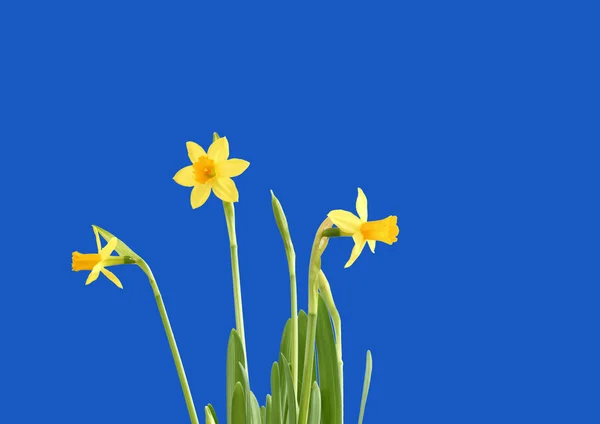 Mavi gökyüzü karşı springflowers