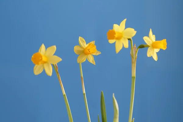 Narcissus — Stock Photo, Image