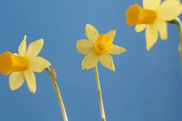 Daffodils — Stock Photo, Image