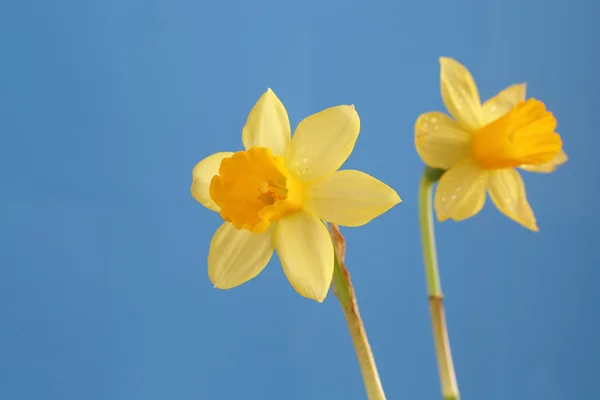 Flores de primavera Imagem De Stock