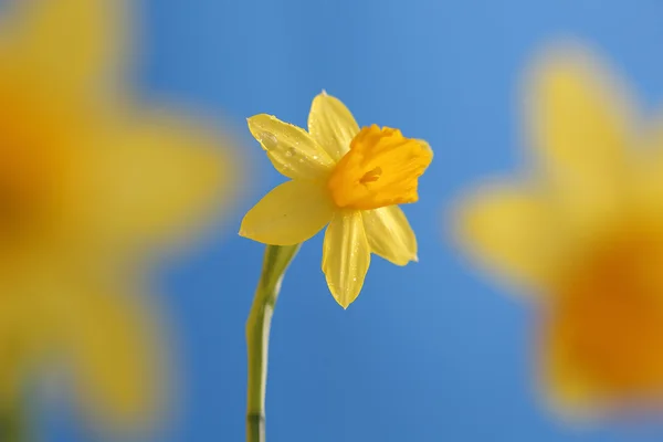 Voorjaarsbloemen — Stock Photo, Image