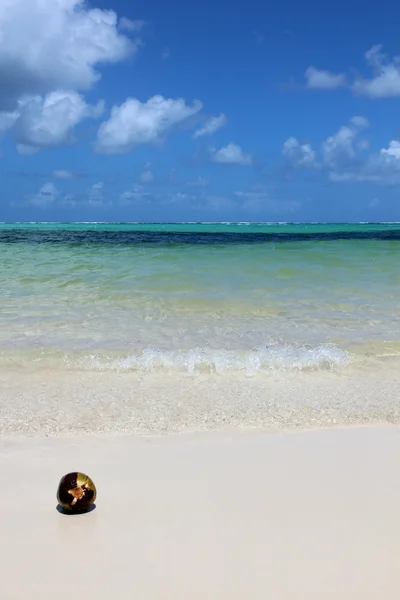 Coconut on the beach — Stock Photo, Image