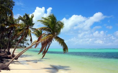 Tropical beach with coconut palms clipart
