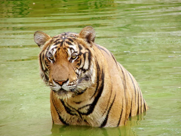 Tiger i ett vatten — Stockfoto