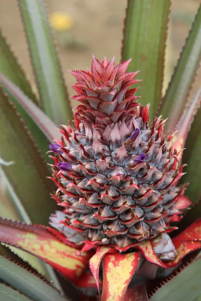 Ananas.