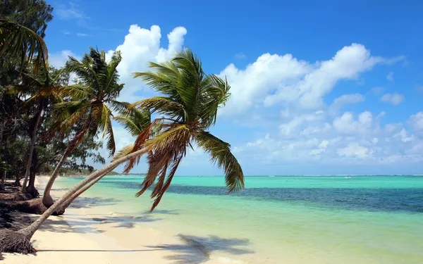 Tropical beach with coconut palms — Stock Photo, Image