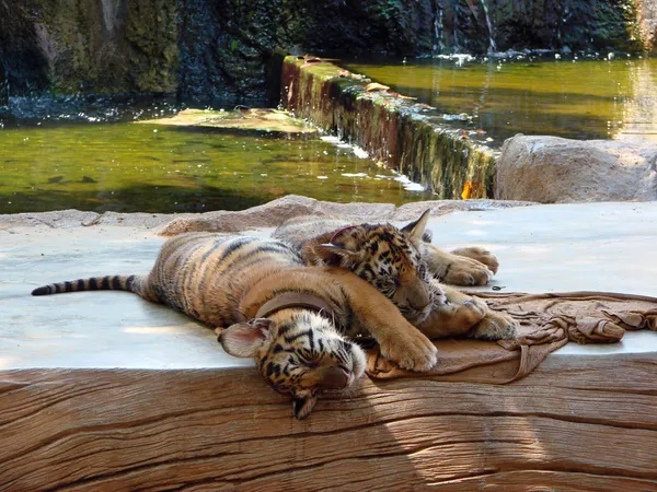 Sovande tigerungar — Stockfoto