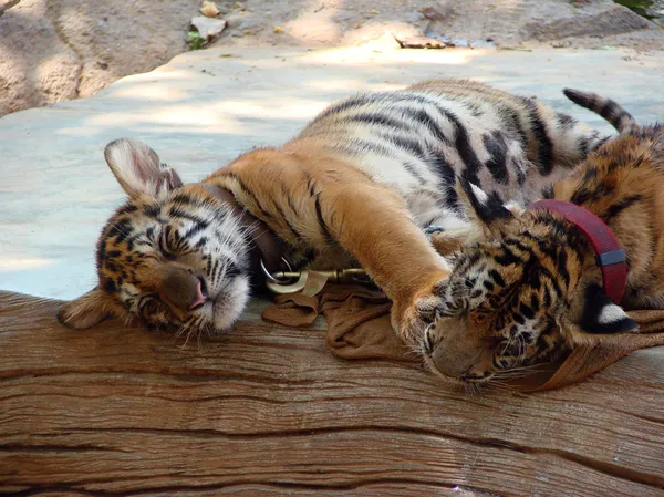 Sleeping tiger cubs — Stock Photo, Image