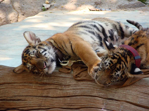 Sovande tigerungar — Stockfoto