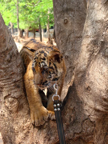 Filhote de tigre em uma árvore — Fotografia de Stock