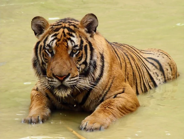 Tiger i ett vatten — Stockfoto