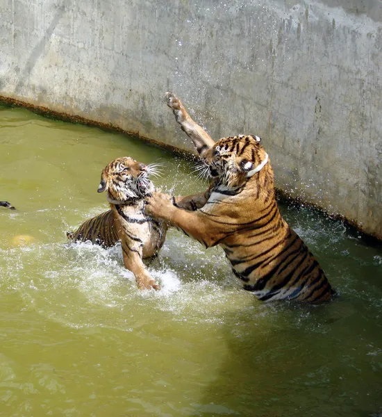 Dois tigres lutando na água — Fotografia de Stock