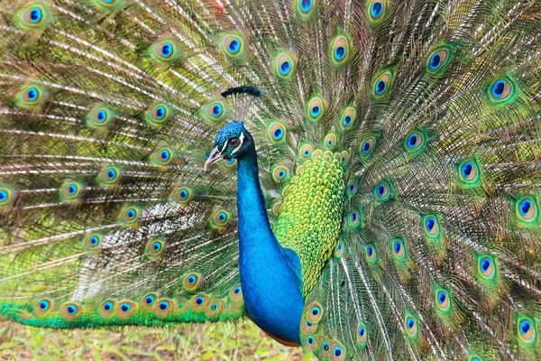 Hermoso pavo real — Foto de Stock